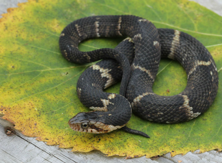 Broadbanded Water Snake